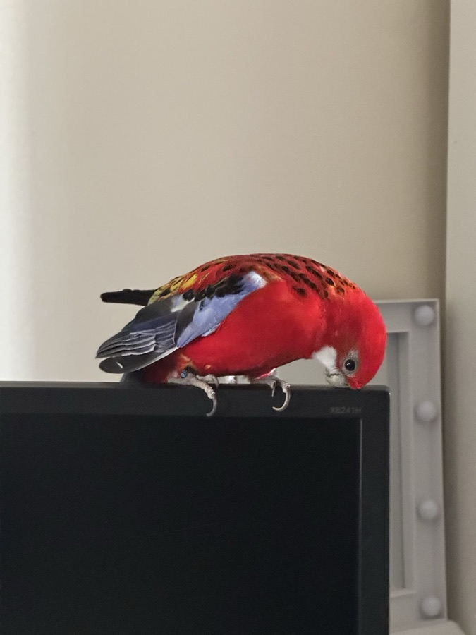 Mićko perched on top of a monitor, leaning his head over its edge