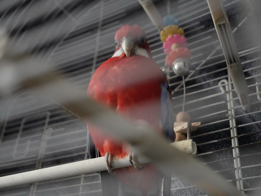 Mićko, an eastern rosella with a red head and yellow and blue plumage